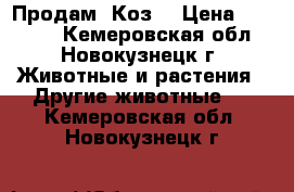 Продам  Коз! › Цена ­ 15 000 - Кемеровская обл., Новокузнецк г. Животные и растения » Другие животные   . Кемеровская обл.,Новокузнецк г.